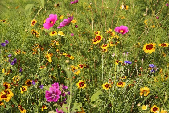 Auf diesem Bild sehen Sie einen Wildblumenstreifen in Eutingen.